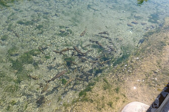 A day tour in Montanejos hot springs. - Who will enjoy this day most