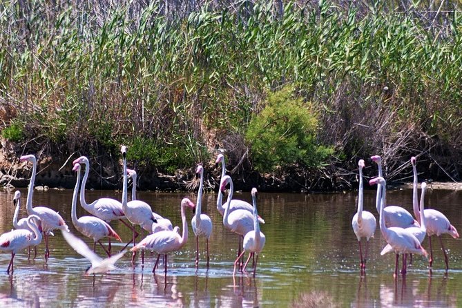 Albufera: Lake, Paella and Birdwatching - The 45-minute boat ride from El Palmar