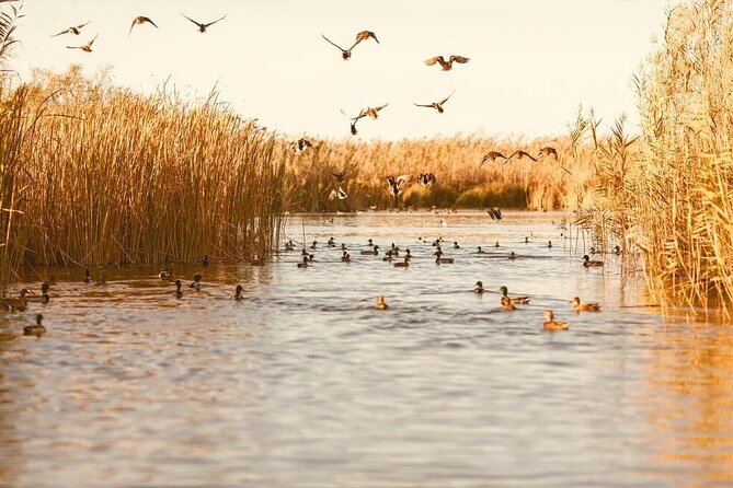 Albufera Natural Park with Sunset Boat Tour from Valencia - Who should book this Albufera trip?