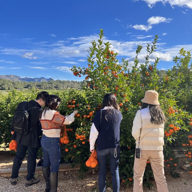 Citrus Treasures: Exploring Valencia's Orange Grove - A 1870 house opens the story of Valencia’s oranges