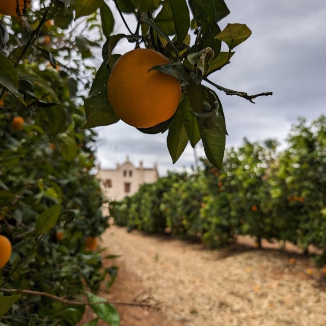 Citrus Treasures: Exploring Valencia's Orange Grove - Why the four-hour format works