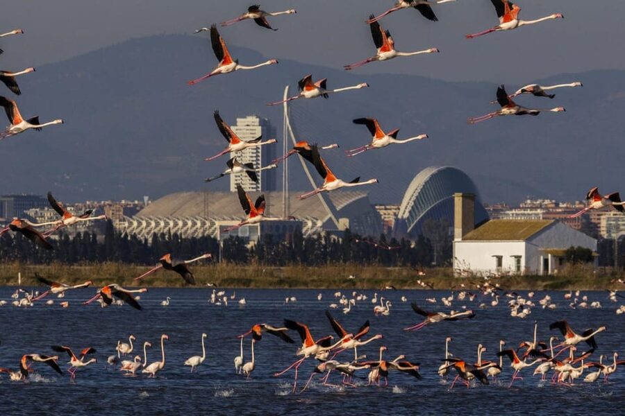 From Valencia: Albufera Boat Ride, Sunset & Paella Included - Meeting at Centro Comercial Saler