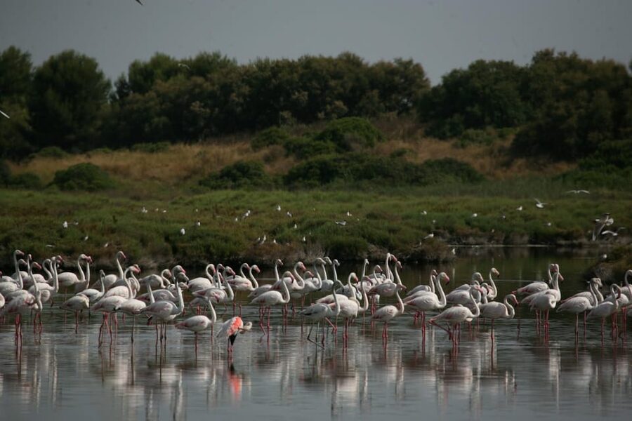 From Valencia: Albufera Boat Ride, Sunset & Paella Included - A Four-Hour Schedule That Stays Manageable