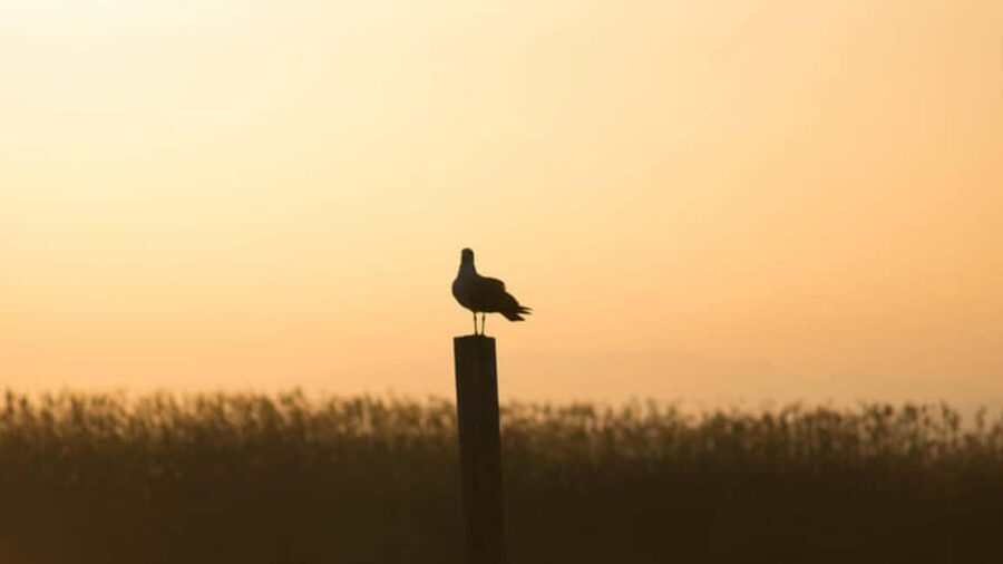 From Valencia: Albufera Day Trip with Boat Tour and Transfer - Why Albufera makes a good Valencia side trip