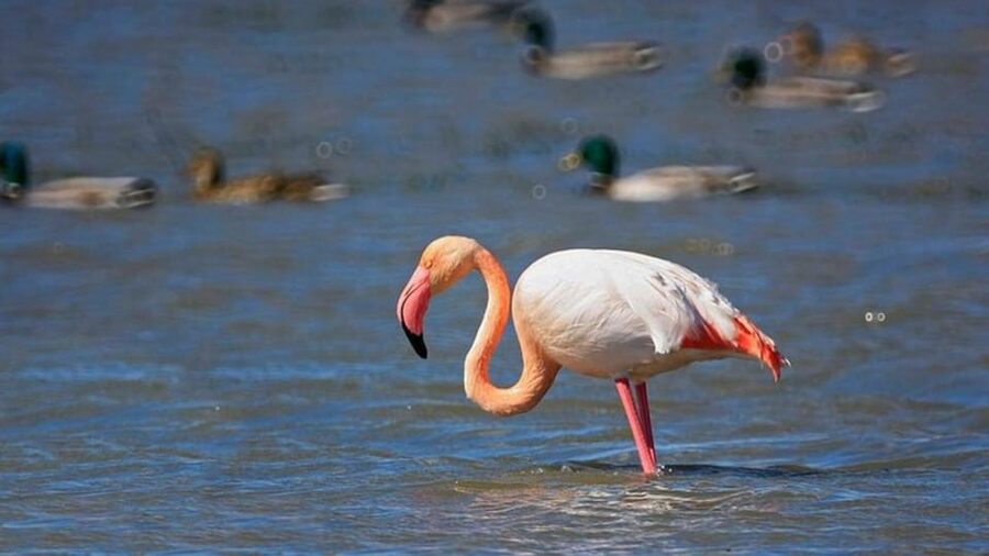 From Valencia: Albufera Day Trip with Boat Tour and Transfer - How the guides shape the experience