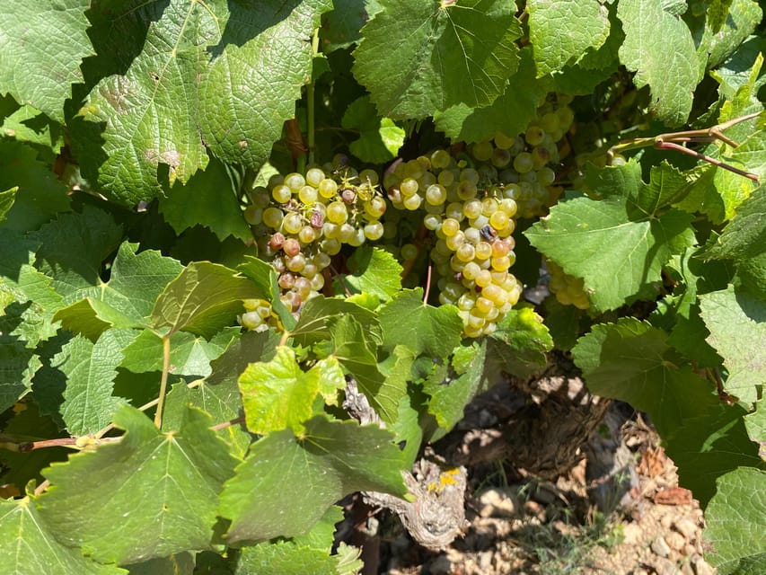 From Valencia: Utiel-Requena Wine Tour and Traditional Lunch - Key points to know before booking