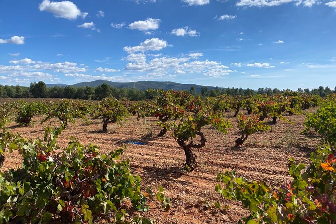 Full Day Private Requena Wineries Premium Tastings - Key points at a glance