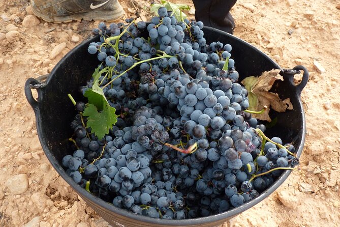 Full Day Private Requena Wineries Premium Tastings - Sierra Norte and the wider world of Spanish grapes