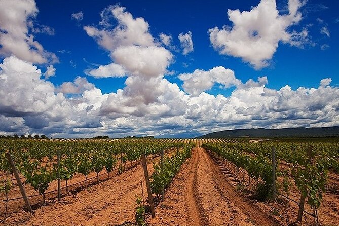 Full Day Private Requena Wineries Premium Tastings - What you actually taste during the day