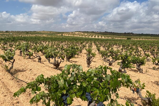 Full Day Private Requena Wineries Premium Tastings - Is $429.30 per person a fair price?
