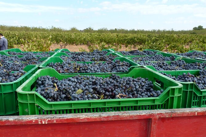 Full Day Private Requena Wineries Premium Tastings - Timing, pickup, and the practical side