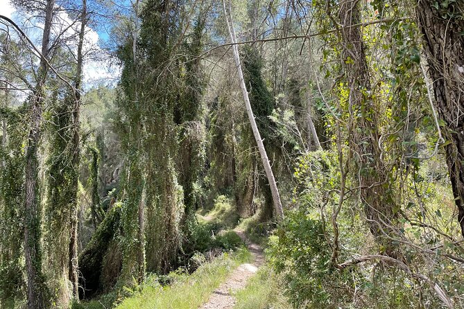 Hiking in Montanejos and swim in Thermal Springs - OFFICIAL GUIDE - Is $143.29 a fair price?