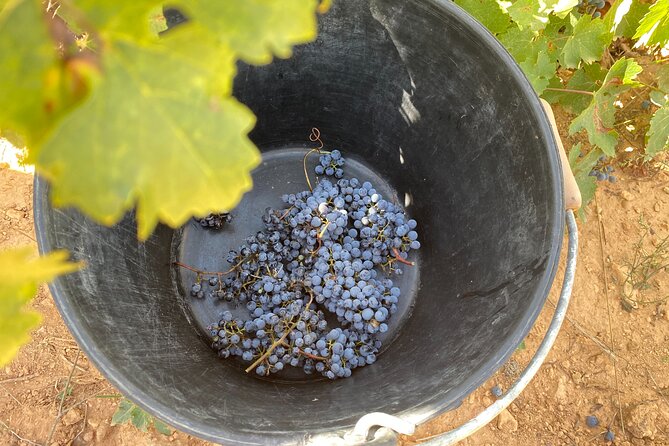 Singular Valencia Wine Tour Utiel Requena Wineries - Meeting in central Valencia at 9 a.m.