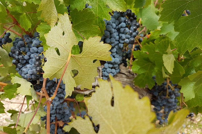 Singular Valencia Wine Tour Utiel Requena Wineries - The guide makes the day more than a transfer