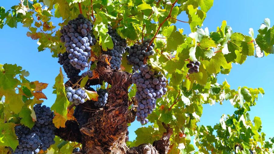 Small-Group Wine Tour from Valencia with Tastings Max 7 - Key points at a glance