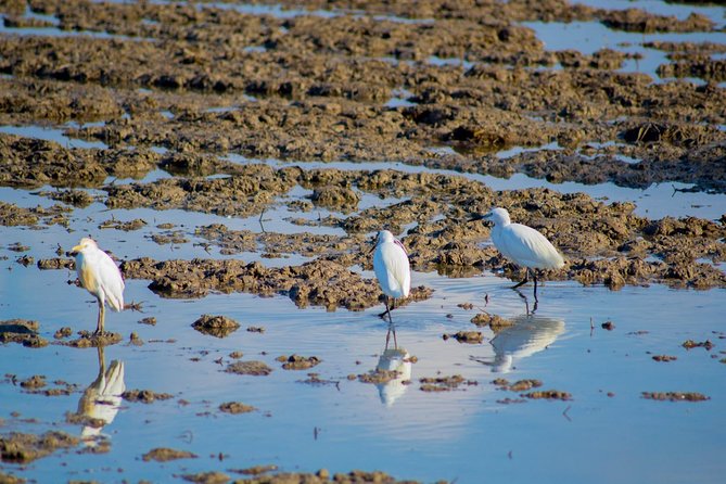 The Original Albufera Tour: Barraca, Boat Ride & Local Guide - The Gola de Puchol pier gives you the first wide view