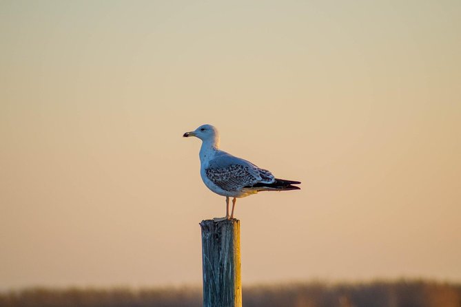 The Original Albufera Tour: Barraca, Boat Ride & Local Guide - Morning or evening: choose based on your priorities