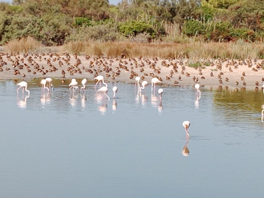 Valencia: Albufera Jeep and Boat Tour - The 45-minute boat ride across Albufera Lagoon