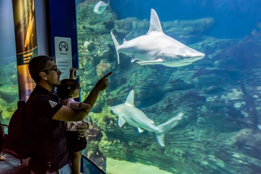 Valencia: Oceanogràfic Entry Ticket - The shark tunnel and the largest indoor tanks
