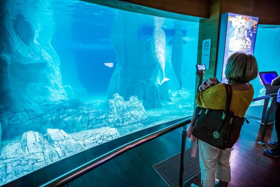 Valencia: Oceanogràfic Entry Ticket - Belugas, penguins, walruses, and sea lions