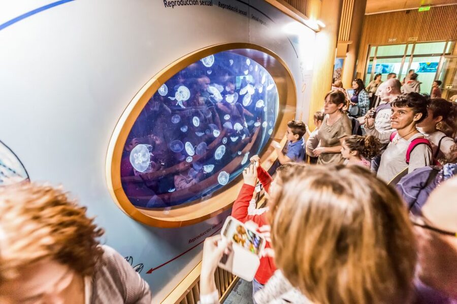 Valencia: Oceanogràfic Entry Ticket - The dolphin presentation and 4D cinema
