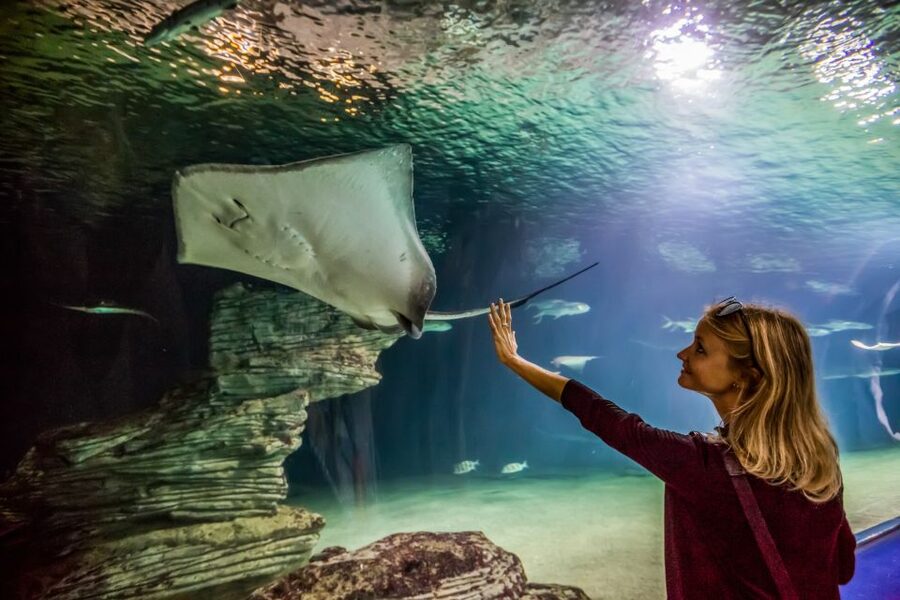 Valencia: Oceanogràfic Entry Ticket - Crowds, weather, and the best time to visit