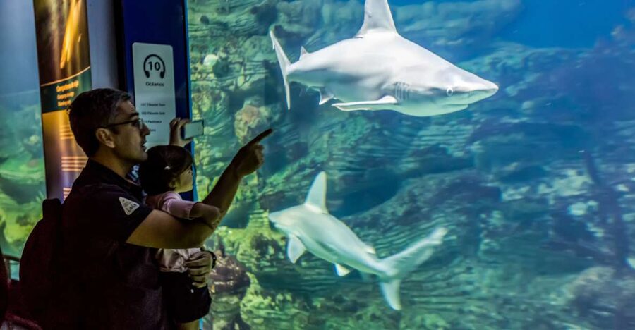 Valencia: Oceanogràfic Entry Ticket - A route through the world’s major marine environments