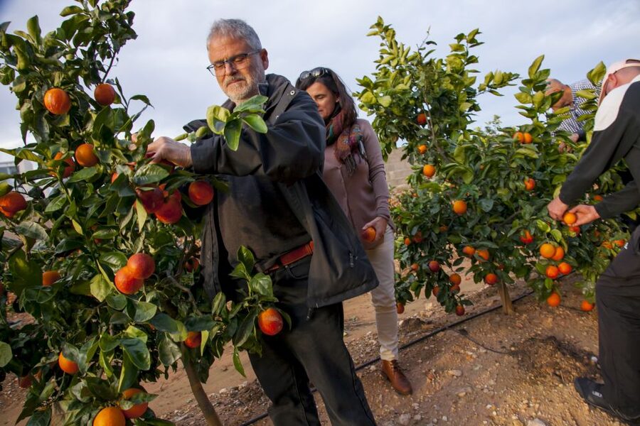 Valencia: Orange Farm and Orchard Trip with Tastings - What makes this orange tour worth your time