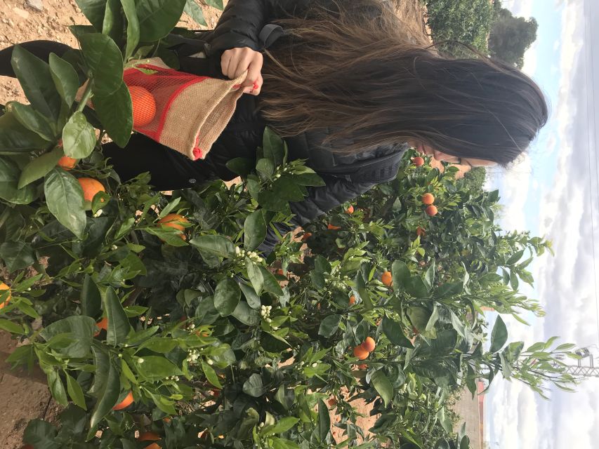 Valencia: Orange Farm and Orchard Trip with Tastings - Accessibility and practical limits