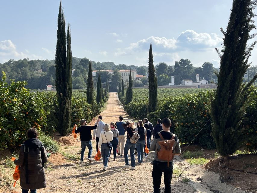 Valencia: Orange Farm and Orchard Trip with Tastings - A guide-led experience with a family feel