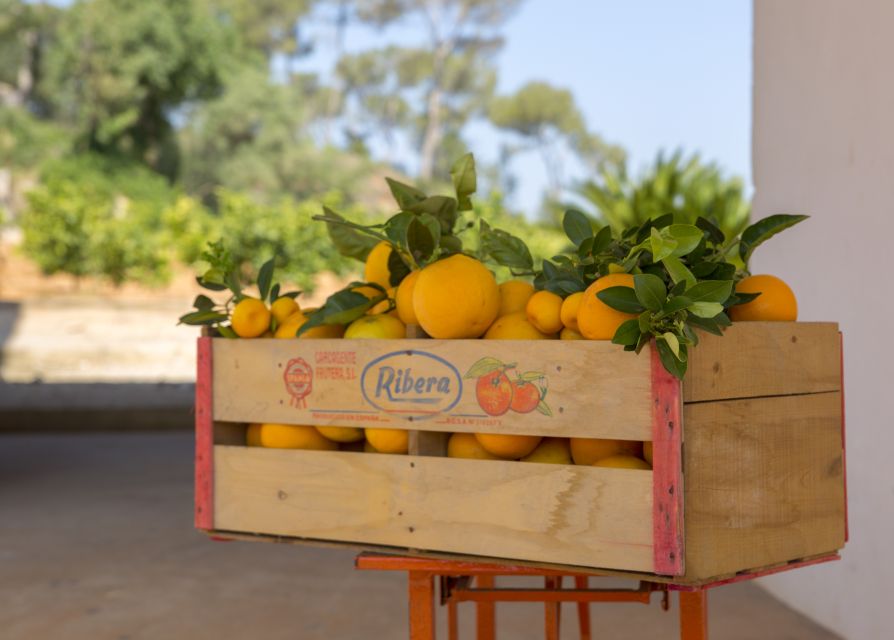 Valencia: Orange Farm and Orchard Trip with Tastings - Timing, seasons, and what to wear