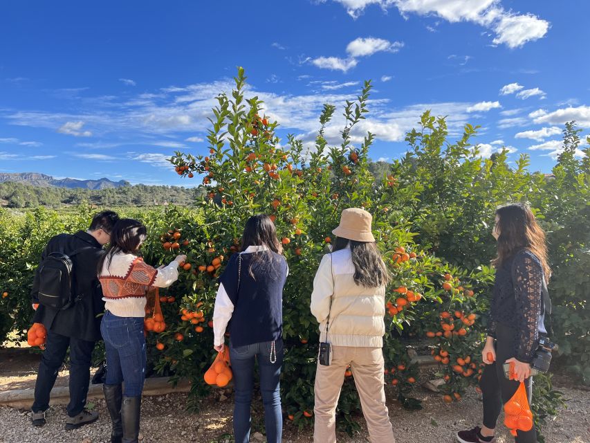 Valencia: Orange Farm and Orchard Trip with Tastings - Is $35 good value?