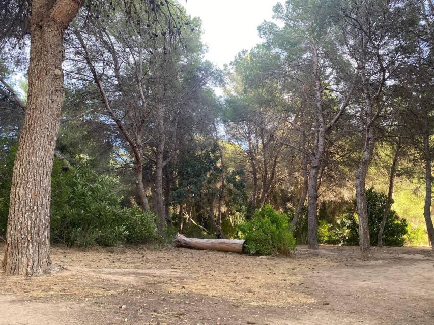 Valencia: The Albufera Lake Self-Guided E-Bike Tour - The City of Arts and Sciences brings a futuristic pause
