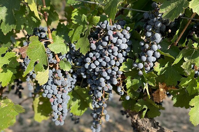 Wine tasting tour - How the five-hour schedule feels
